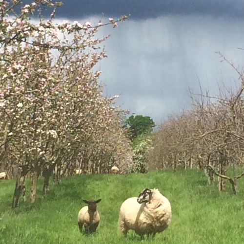 Sheep Grazing in Orchards at Longueville House