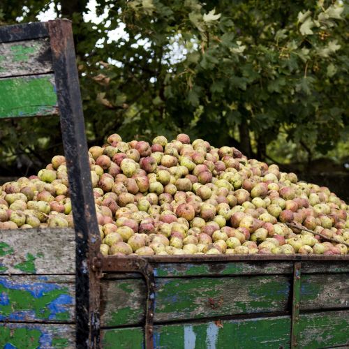 Apple Harvest at Longueville House