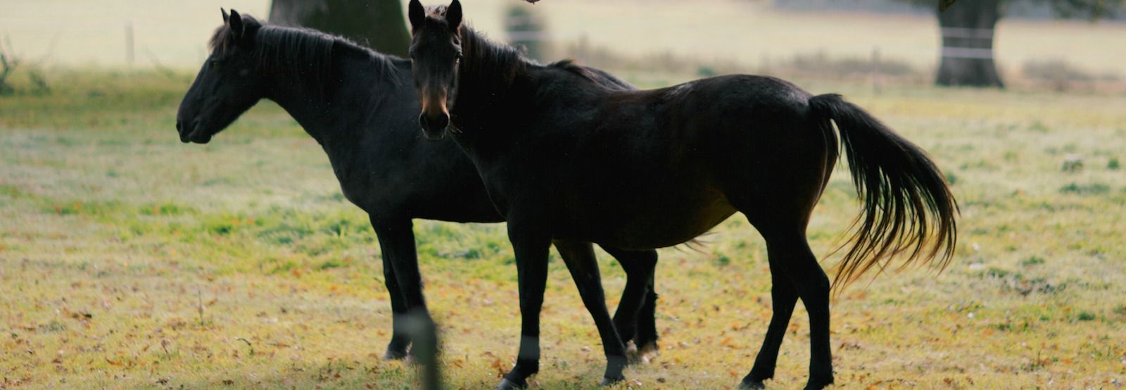 Equestrian Horse Riding Cork Cork Equestrians Longueville Hotel