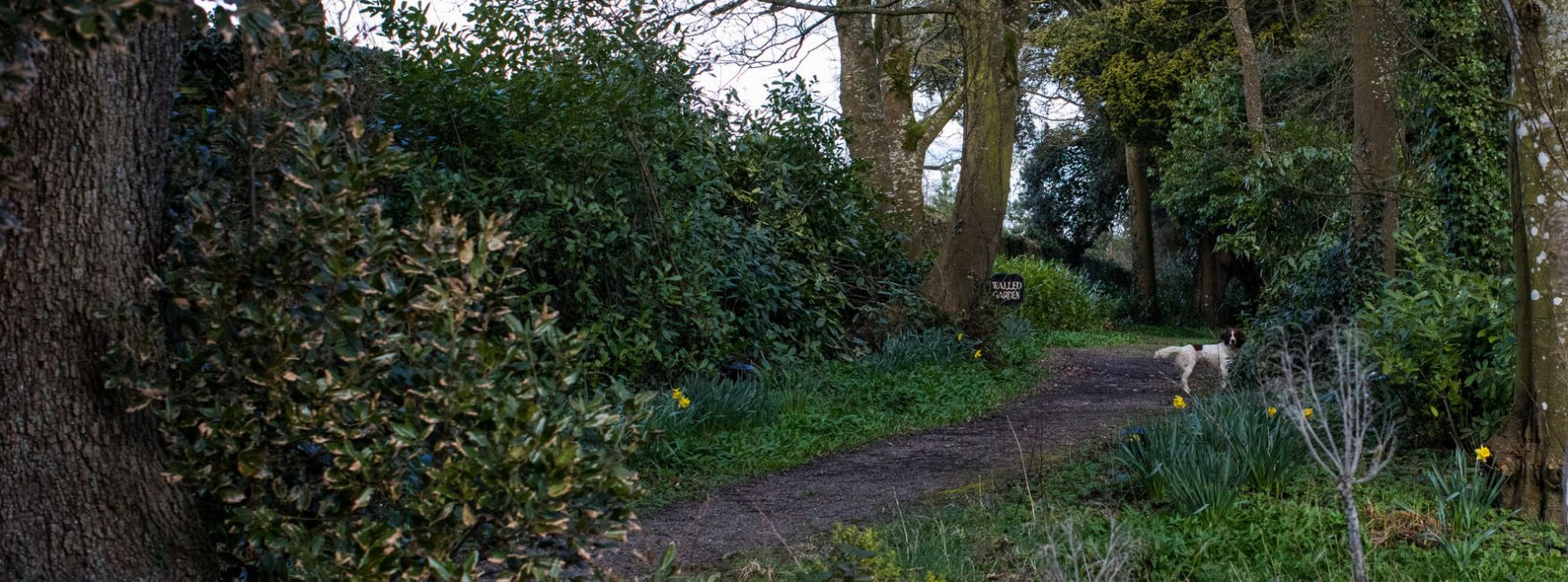 Dog in walled garden