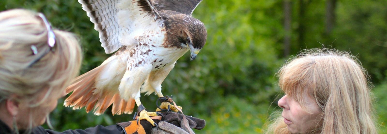 Falconry on-site