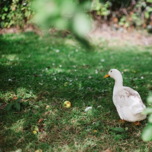 Duck Patrol Longueville House