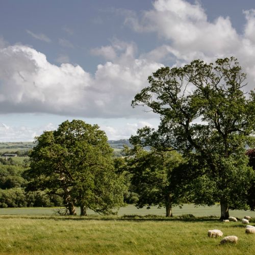 Parkland Views Longueville House