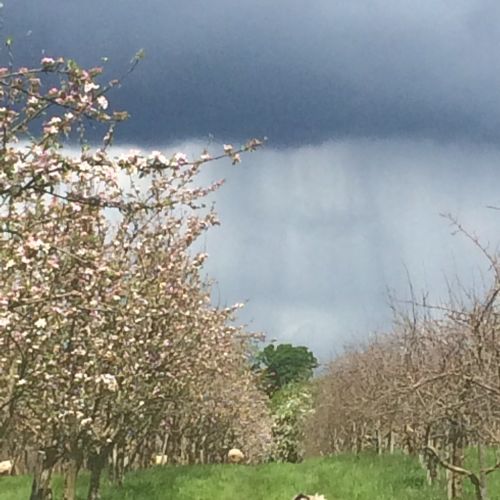 Sheep Grazing in Orchards at Longueville House