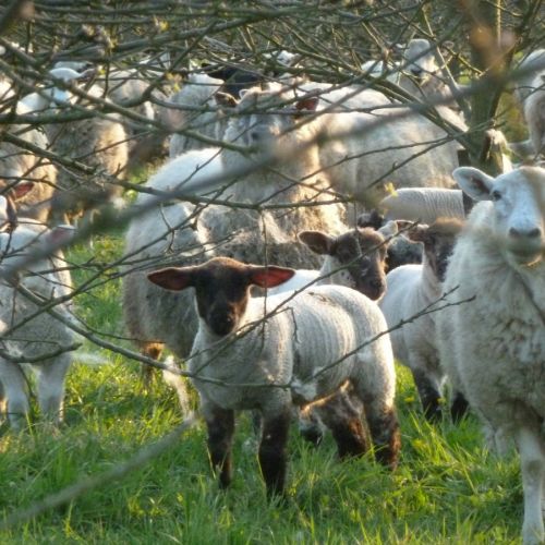 Sheep Grazing in Orchards at Longueville House