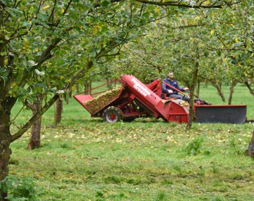 Apple Harvest at Longueville House