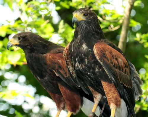 Falconry at Longueville House