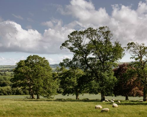 Sheep Grazing Longueville House