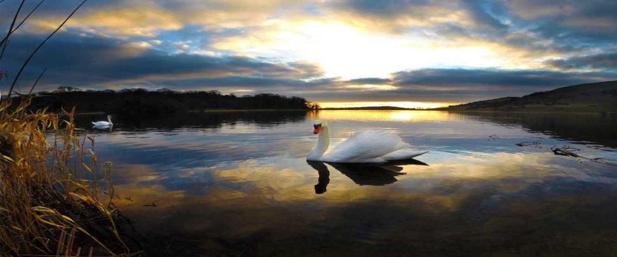 Less than ordinary Lough Gur Swans