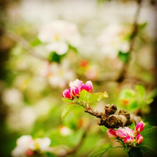 apple blossom1