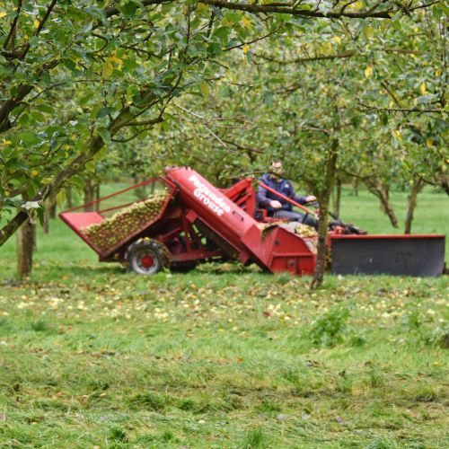 Apple Harvest at Longueville House