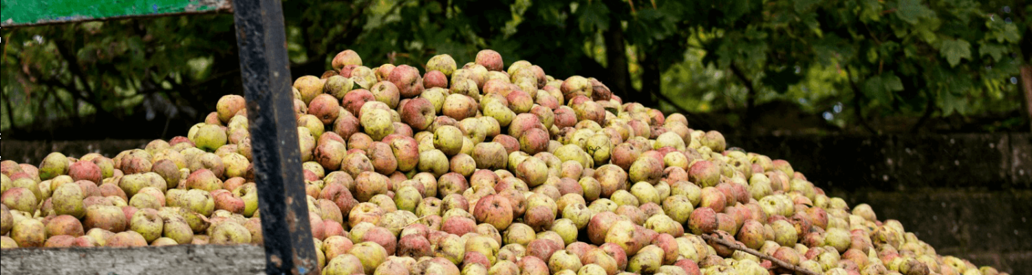 Apple Harvest