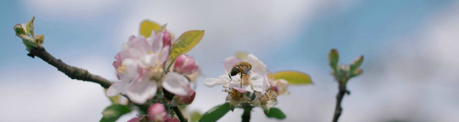 apple_tree_blosson_1