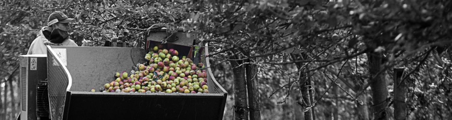 black white apples