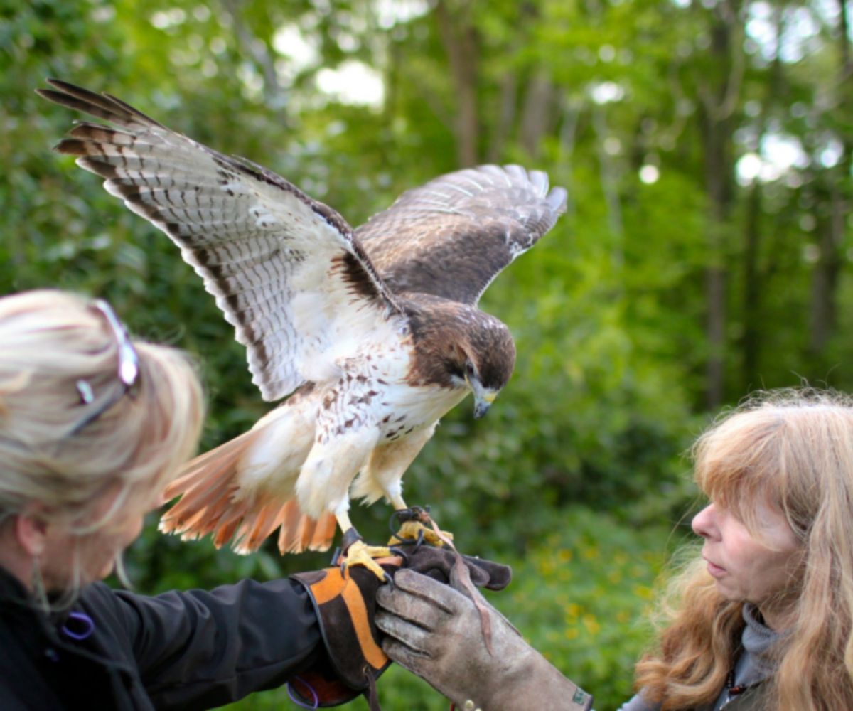 falcon travel cork