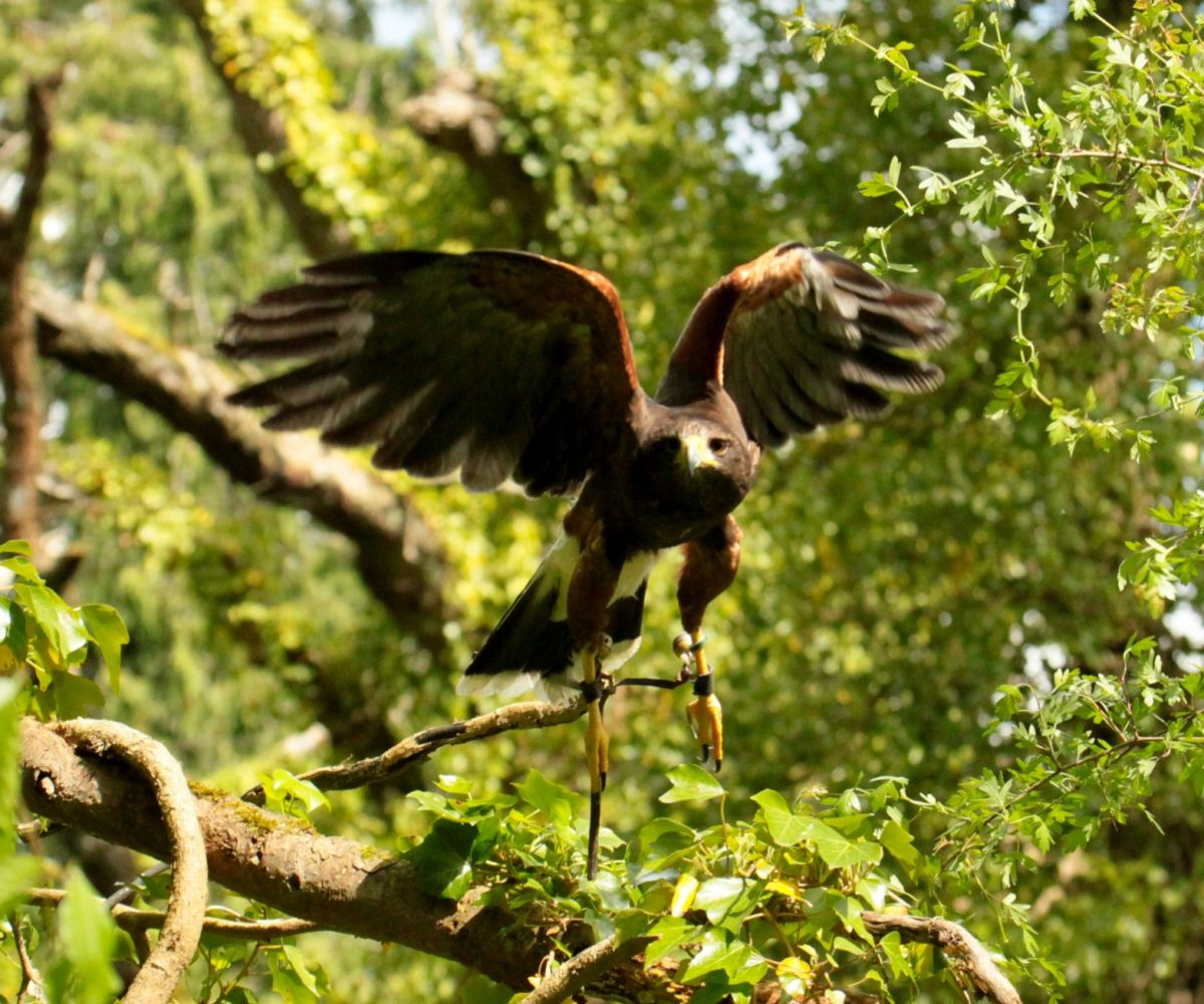 Falconry in Longueville