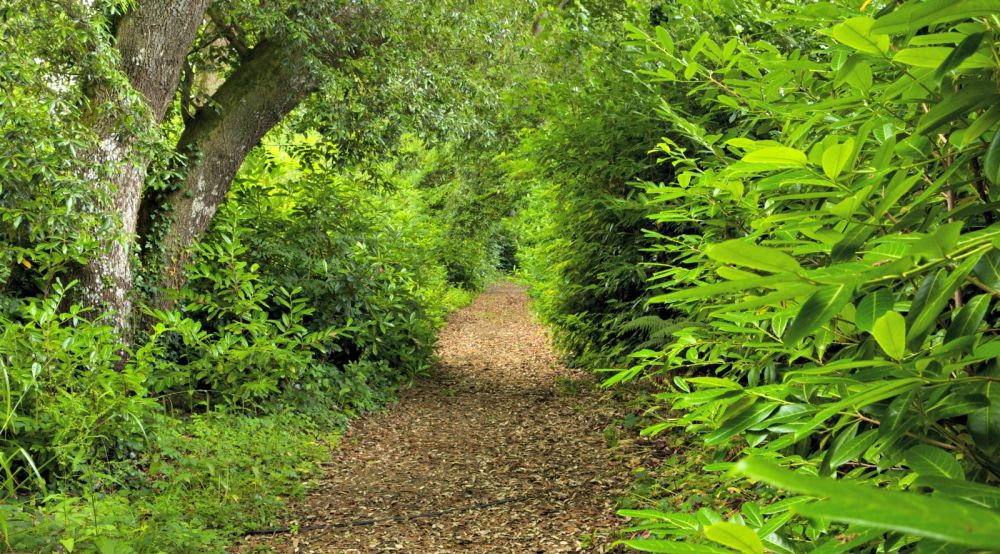 Hiking Trail at Longueville House