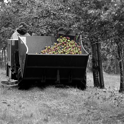 Apple Harvest Lunch, October 30th, 2016