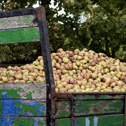 Apple Harvest Lunch, October 30th, 2016