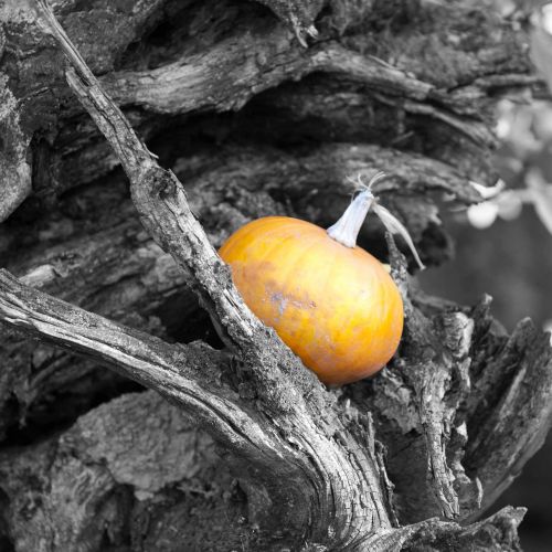 Halloween Pumpkin 