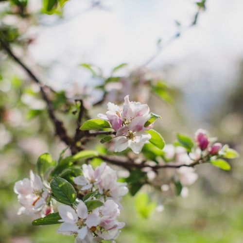 Apple Blossoms