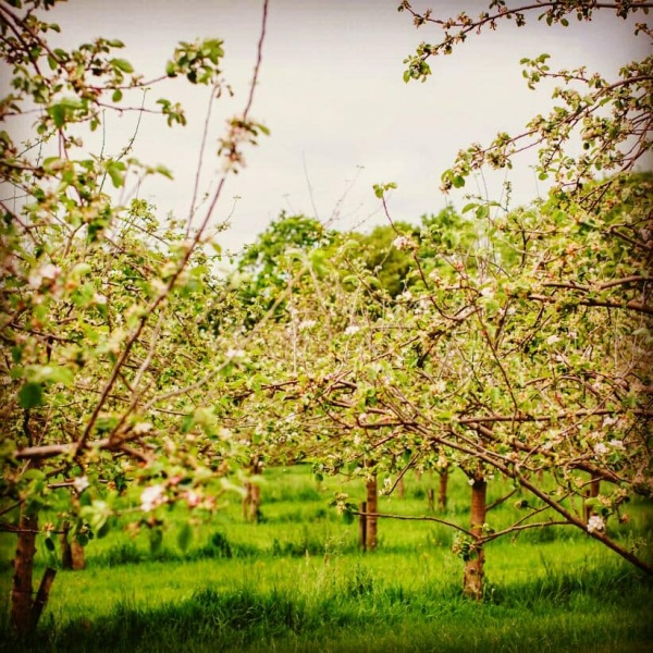 apple blossom